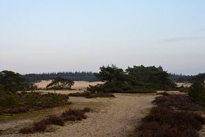 An der Grenze von Sand und Heide