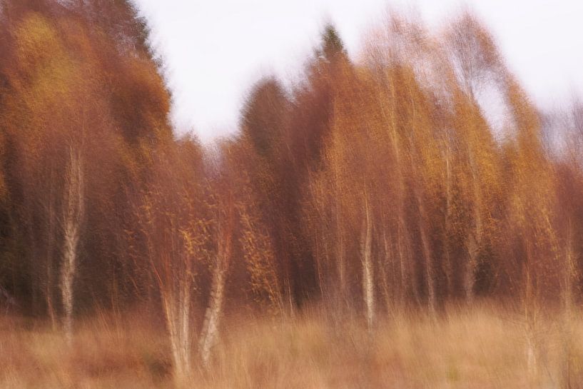 Autumn in the High Fens by Astrid Brouwers