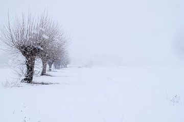 Schneesturm bei Weidenbäumen von Erik Verreijt