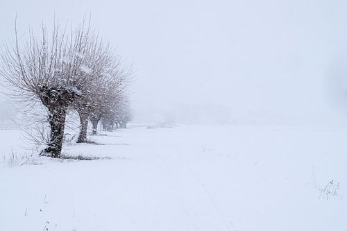 Tempête de neige aux saules