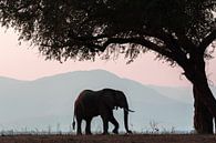 Olifant in Manapools (zimbabwe) van Gonda van Wijk thumbnail