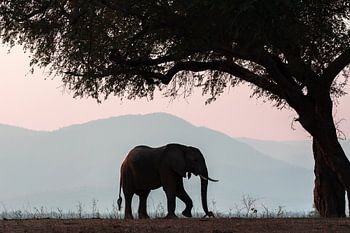 Elefant in Manapools (Simbabwe)