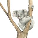 Koala von Marieke Nelissen Miniaturansicht