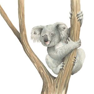 Koala von Marieke Nelissen