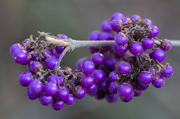 Callicarpa