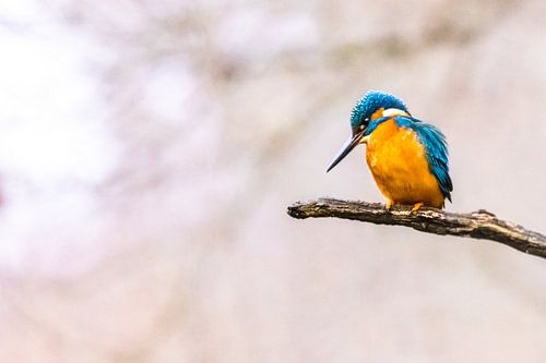 the IJSVOGEL