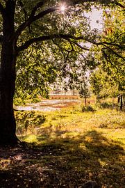 Autumn Sun 1 - Loonse en Drunense Duinen