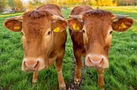 De nieuwsgierige gezusters koe in Twente van okkofoto thumbnail