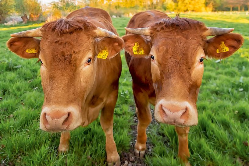 De nieuwsgierige gezusters koe in Twente van okkofoto