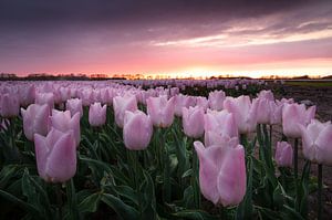 Zartrosa Tulpen unter einem lila Himmel bei Sonnenuntergang