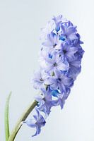 Hyacinth met waterdruppels