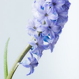 Hyacinth met waterdruppels van Deborah Peerdeman