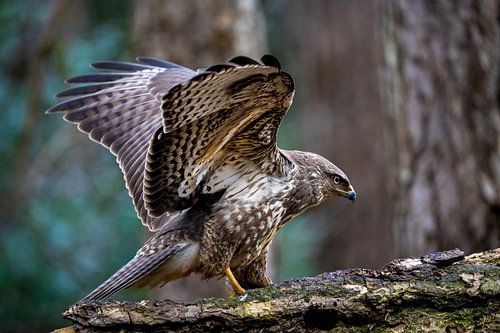 buizerd in het bos Buteo buteo