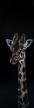 Giraffe with black background by Cynthia Verbruggen