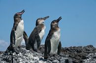 3 Galapagos penguins by Hanneke Bantje thumbnail