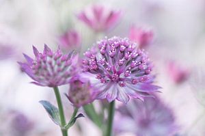 Astrantia major 1 (Nahaufnahme der schönen Astrantia Major)