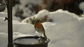 Robin in the snow by Joep Rumpf