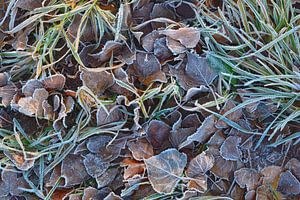 der erste Frost