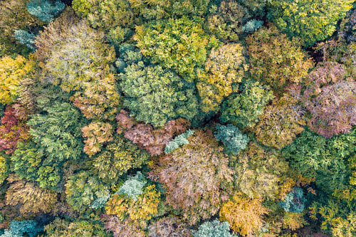 Kleurrijke herfstkronen van bovenaf