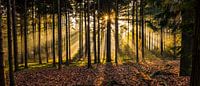 Herperduinen gouden zon door bos van Henk Verheyen thumbnail