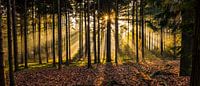 Herperduinen gouden zon door bos