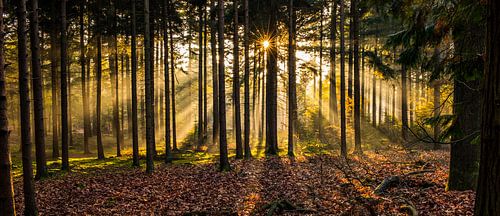 Herperduinen gouden zon door bos