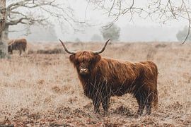 Scottish Highlanders by GoWildGoNaturepictures