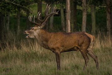 red deer by miranda tijssen