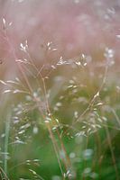 Grass