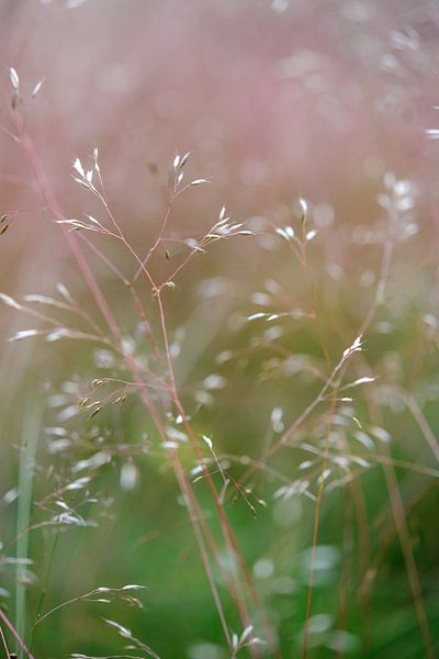Gras von Evelien IJpelaar
