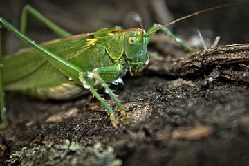 Great green bushcricket van BL Photography