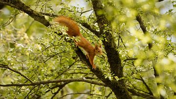Jonge eekhoorn in zijn leefgebied hoog in de bomen.