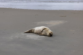 Bilder einer Kegelrobbe am Strand von Langeoog. von Bianca Meyering Fotos - BMF