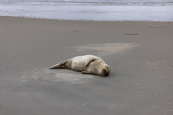 Bilder einer Kegelrobbe am Strand von Langeoog.