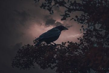 Raven in de storm van Swittshots