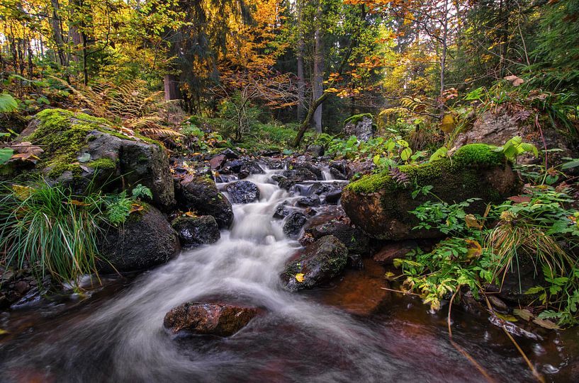 Autumn in the Harz Mountains by Steffen Gierok