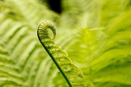 Varens by Dennis Claessens