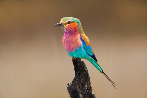 Lilac-breasted Roller