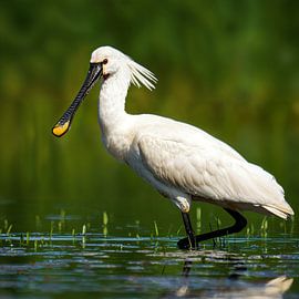 The Artful Spoonbill by Sander Dreschler