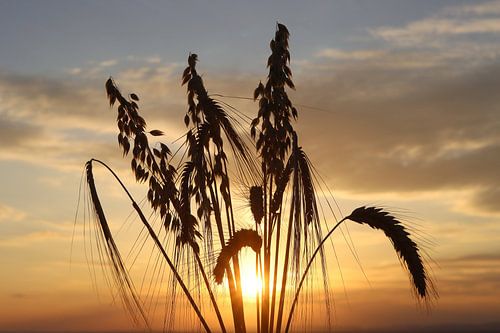 Grain ears in the evening sun