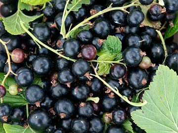 Ribes nigrum van Richard Wareham