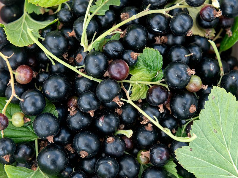 Ribes nigrum van Richard Wareham