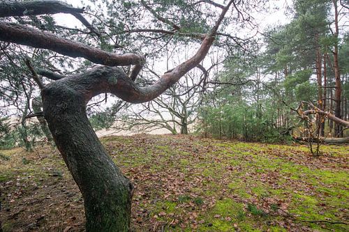 'Ver'takkingen in Soesterduinen