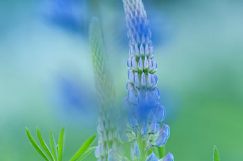 Lupinen in sanften Farbtönen