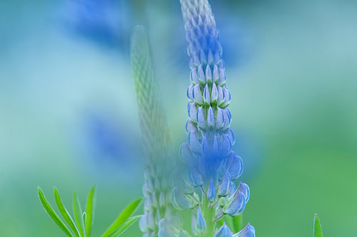 Lupin aux teintes douces