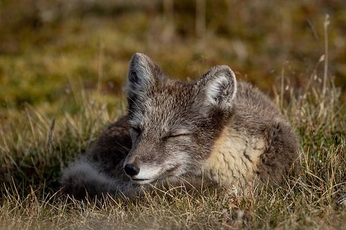 Young arctic fox sleeping in the golden late summer
