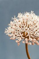 Allium soft blue