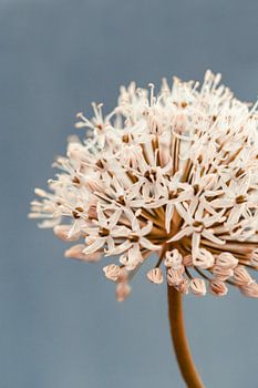 Allium gris doux