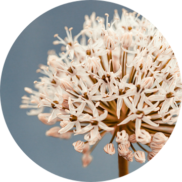 Allium soft blue van Aminda