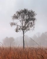 Lonely tree in the Buurserzand